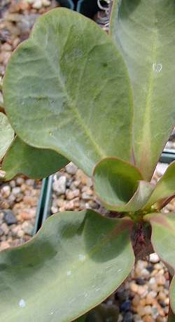 (Euphorbia capmanambatoensis)