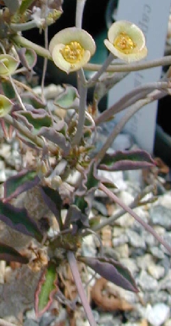 (Euphorbia cap-saintemariensis)