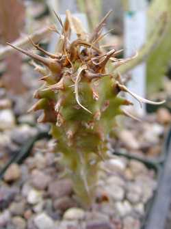 (Euphorbia viguieri var. capuroniana )
