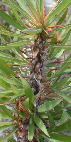 (Euphorbia capuronii)