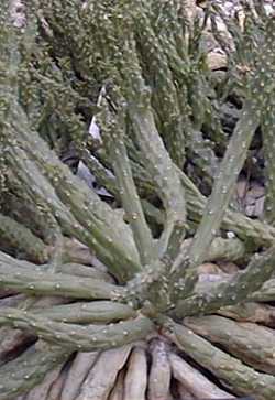 Medusa's Head(Euphorbia caput-medusae)