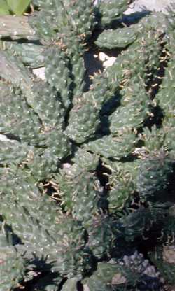 Medusa's Head(Euphorbia caput-medusae)