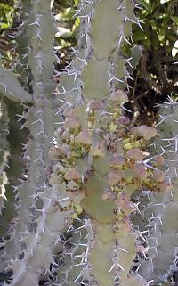 Sweet Noor(Euphorbia coerulescens)
