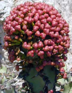 Sweet Noor(Euphorbia coerulescens)