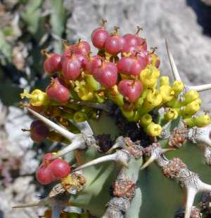 Sweet Noor(Euphorbia coerulescens)