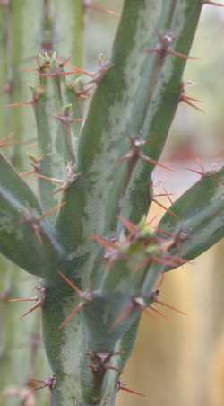 (Euphorbia complexa)