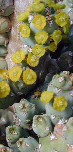 (Euphorbia debilispina)