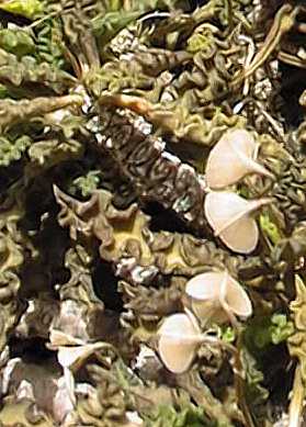 (Euphorbia decaryi)