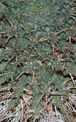(Euphorbia decepta)