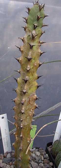 (Euphorbia desmondi)