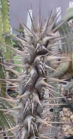 (Euphorbia didiereoides)