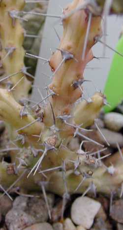 (Euphorbia sp Lavranos 13176)
