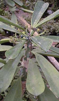 (Euphorbia drupifera)