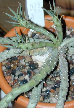 (Euphorbia duseimata)