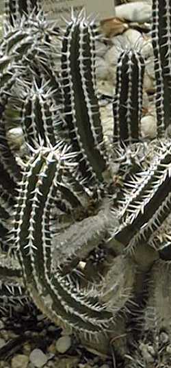(Euphorbia echinus)