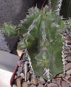 (Euphorbia echinus)
