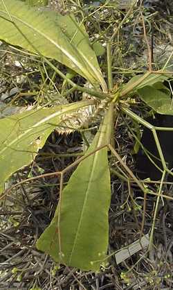 (Euphorbia perrieri ssp. elongata )
