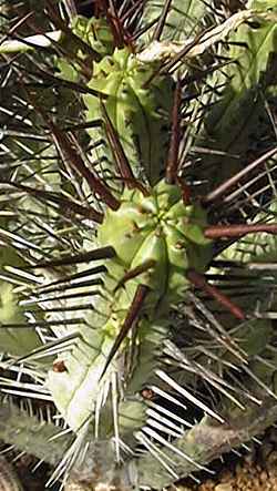 (Euphorbia enopla)