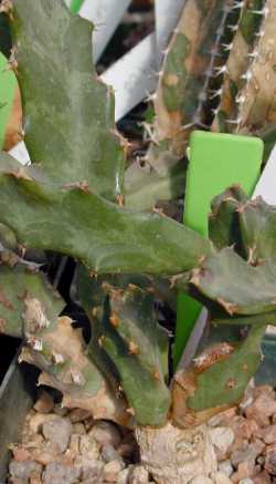 (Euphorbia enormis)