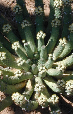 (Euphorbia esculenta)