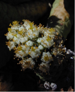 (Euphorbia esculenta)
