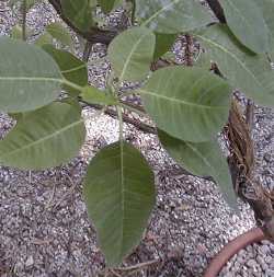 (Euphorbia espinosa)