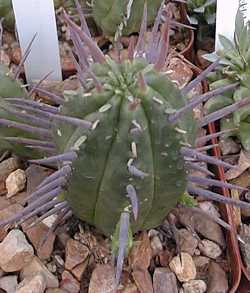 (Euphorbia ferox)