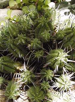 (Euphorbia ferox)