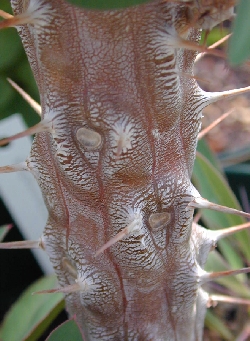 (Euphorbia fianarantsoae)