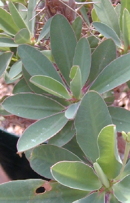 (Euphorbia fianarantsoae)