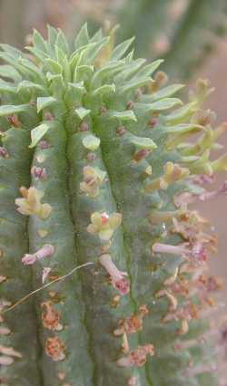(Euphorbia fimbriata)