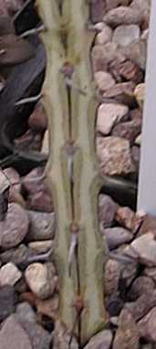 (Euphorbia fluminis)