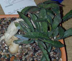 (Euphorbia francoisii)