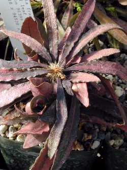 (Euphorbia francoisii)