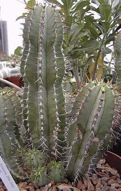 (Euphorbia fruticosa)