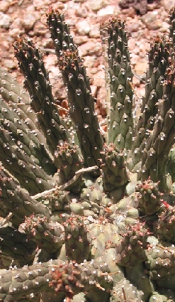 (Euphorbia fusca)