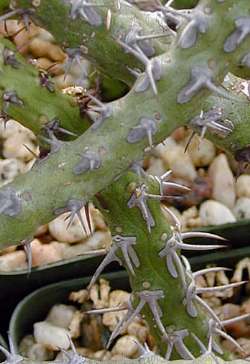 (Euphorbia galgalana)