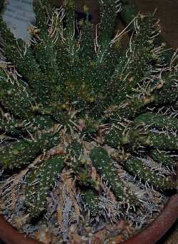 (Euphorbia gamkensis)