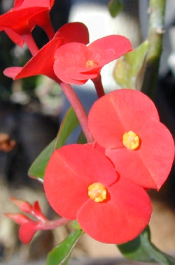 (Euphorbia geroldii)