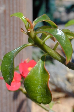 (Euphorbia geroldii)