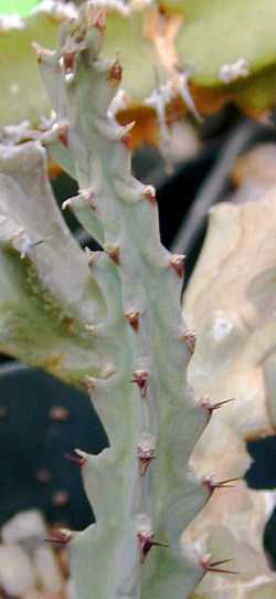 (Euphorbia gillettii)