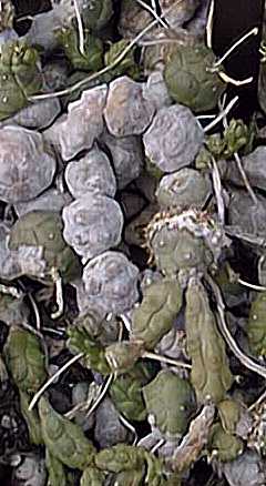 Globose Spurge(Euphorbia globosa)