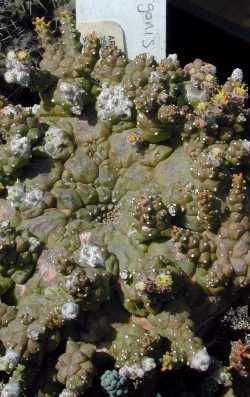 (Euphorbia gorgonis)