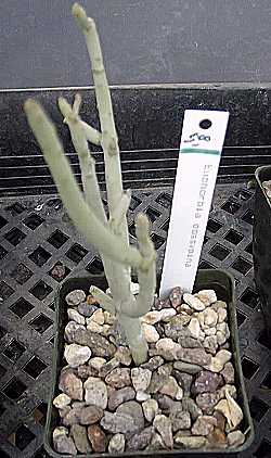 (Euphorbia gossypina)