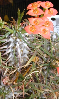 (Euphorbia gottlebei)