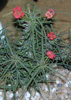 (Euphorbia gottlebei)