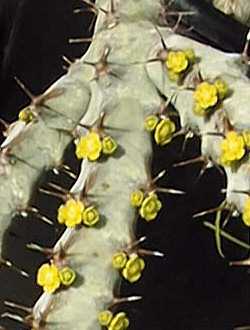 (Euphorbia greenwayi)