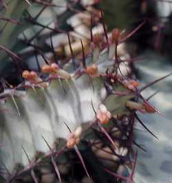 (Euphorbia greenwayi)