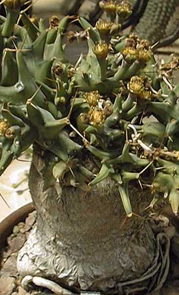 (Euphorbia groenewaldii)