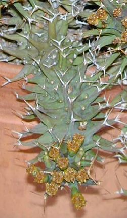 (Euphorbia groenewaldii)